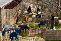 ببینید؛ غذای روستایی در کردستان؛ پخت مقلوبه عربی