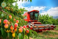 ببینید؛ چگونه ژاپنیها  صدها تن آلو را برداشت و فرآوری می کنند؟