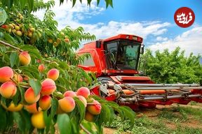 ببینید؛ چگونه ژاپنیها  صدها تن آلو را برداشت و فرآوری می کنند؟
