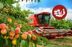 ببینید؛ چگونه ژاپنیها  صدها تن آلو را برداشت و فرآوری می کنند؟