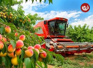 ببینید؛ چگونه ژاپنیها  صدها تن آلو را برداشت و فرآوری می کنند؟