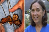 ببینید؛ نجات شگفت‌انگیز پروانه مونارک با عمل پیوند بال در نیویورک 