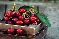شهر آلبالو ایران کجاست؟