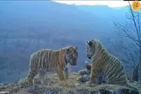 (ویدیو) تصویری نادر از چهار توله ببر سیبری 