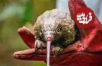 ببینید| تصاویری نادر از یک بچه پولک‌پوست تازه متولد شده