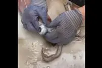( ویدیو) نحوه پاک کردن و شست و شوی دیدنی هشت پا 