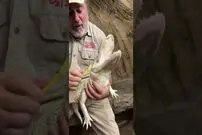 (ویدئو) واکنش دیدنی عجیب‌ترین تمساح جهان به نوازش پوست اش با مسواک