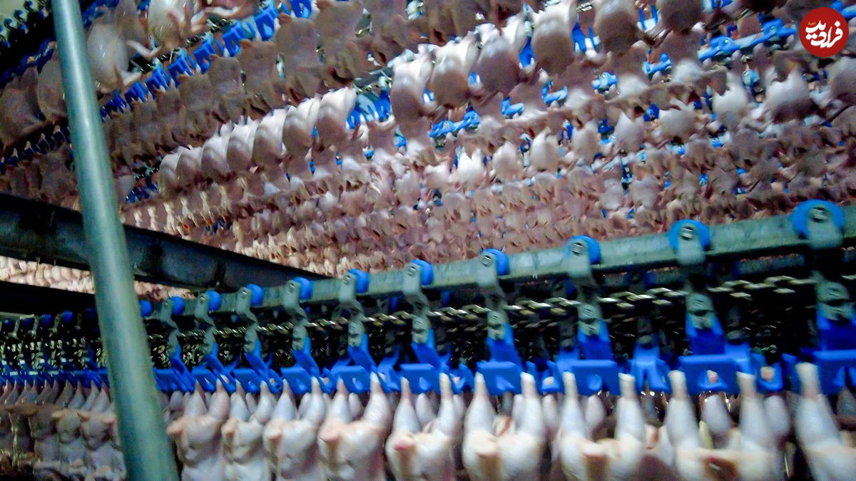 (ویدئو) فرآیند برش و بسته بندی هزاران مرغ در بزرگترین کارخانه تایوان