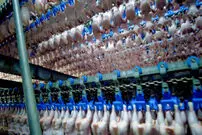 (ویدئو) فرآیند برش و بسته بندی هزاران مرغ در بزرگترین کارخانه تایوان