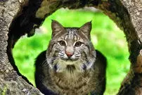 ببینید| شکار سنجاب نگون‌بخت توسط گربه دم‌کوتاه