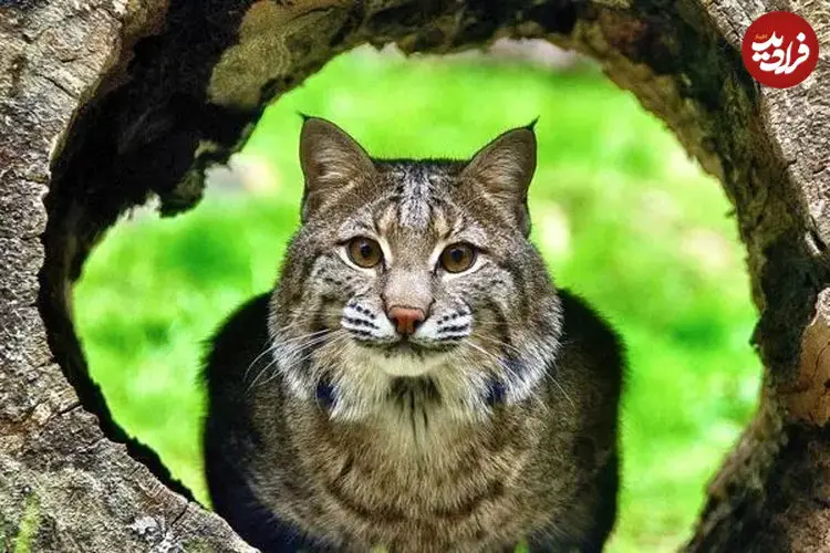 ببینید| شکار سنجاب نگون‌بخت توسط گربه دم‌کوتاه