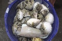 ببینید؛ غذای خیابانی در تایوان؛ برش ماهرانه ماهی بادکنکی سمی و تهیه ساشیمی