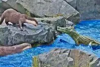 وقتی «سمورهای آبی» برای حفظ قلمروشان دم «کروکودیل» را گاز می گیرند!