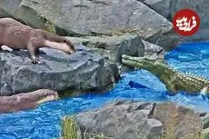 وقتی «سمورهای آبی» برای حفظ قلمروشان دم «کروکودیل» را گاز می گیرند!