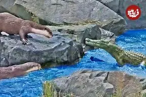 وقتی «سمورهای آبی» برای حفظ قلمروشان دم «کروکودیل» را گاز می گیرند!