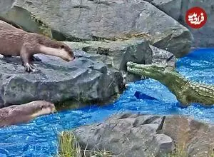 وقتی «سمورهای آبی» برای حفظ قلمروشان دم «کروکودیل» را گاز می گیرند!