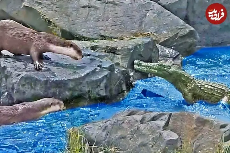 وقتی «سمورهای آبی» برای حفظ قلمروشان دم «کروکودیل» را گاز می گیرند!