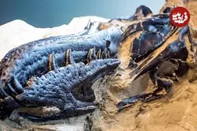 خویشاوند تازۀ «شکارچی مشهور ماقبل تاریخ» پیدا شد