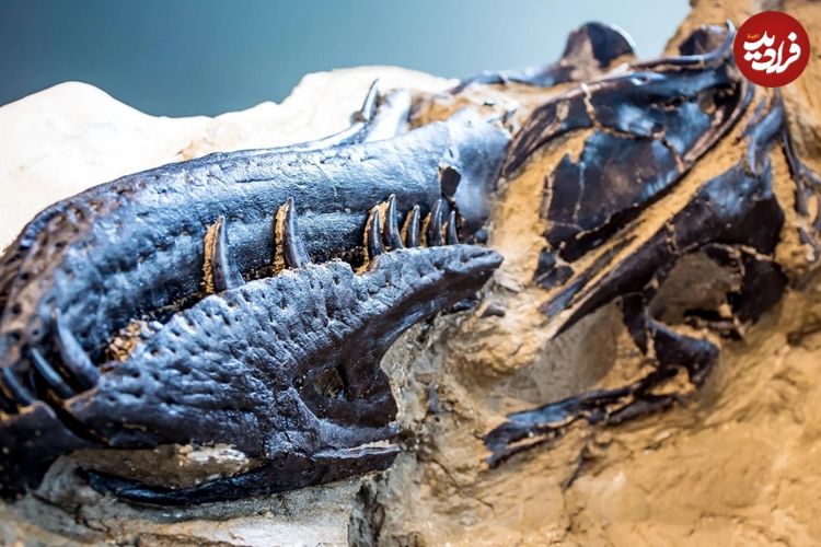 خویشاوند تازۀ «شکارچی مشهور ماقبل تاریخ» پیدا شد