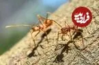 در جهان بیش از ۱۵ هزار گونه مورچه داریم؛ نقش ژن‌های جهنده و سیارک نابودکننده دایناسورها در تنوع مورچه‌ها