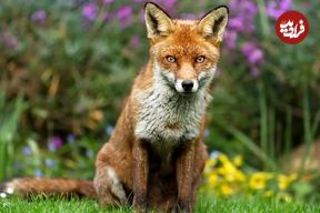 تحقیقات نشان داده که «روباه» قبل از سگ اولین دوست انسان بوده است