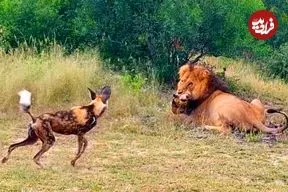 ببینید| تلاش های سگ های وحشی برای نجات همنوع شان از دست شیر نر عصبانی