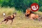 ببینید| تلاش های سگ های وحشی برای نجات همنوع شان از دست شیر نر عصبانی