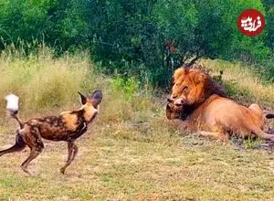 ببینید| تلاش های سگ های وحشی برای نجات همنوع شان از دست شیر نر عصبانی