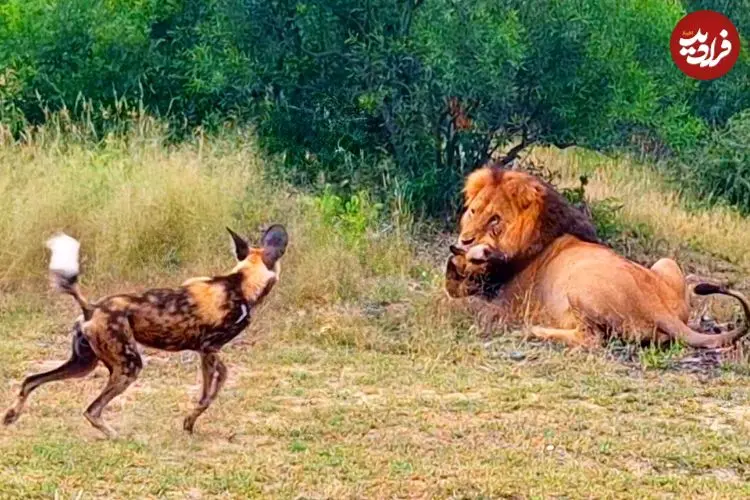 ببینید| تلاش های سگ های وحشی برای نجات همنوع شان از دست شیر نر عصبانی