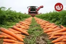 ببینید| نگاهی به مراحل کاشت و برداشت هویج در مزارع آمریکا