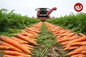 ببینید| نگاهی به مراحل کاشت و برداشت هویج در مزارع آمریکا