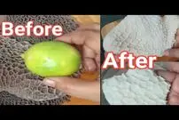 (ویدئو) پاک کردن سیرابی گوسفند با لیمو و آب جوش به سبک آشپز جوان هندی