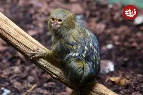 کوچک‌ترین میمون جهان که هم‌اندازۀ یک موز است