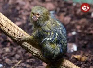 کوچک‌ترین میمون جهان که هم‌اندازۀ یک موز است