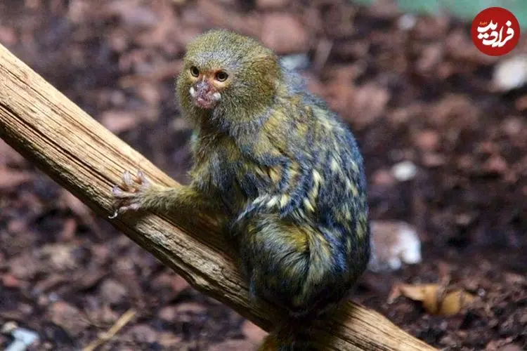 کوچک‌ترین میمون جهان که هم‌اندازۀ یک موز است