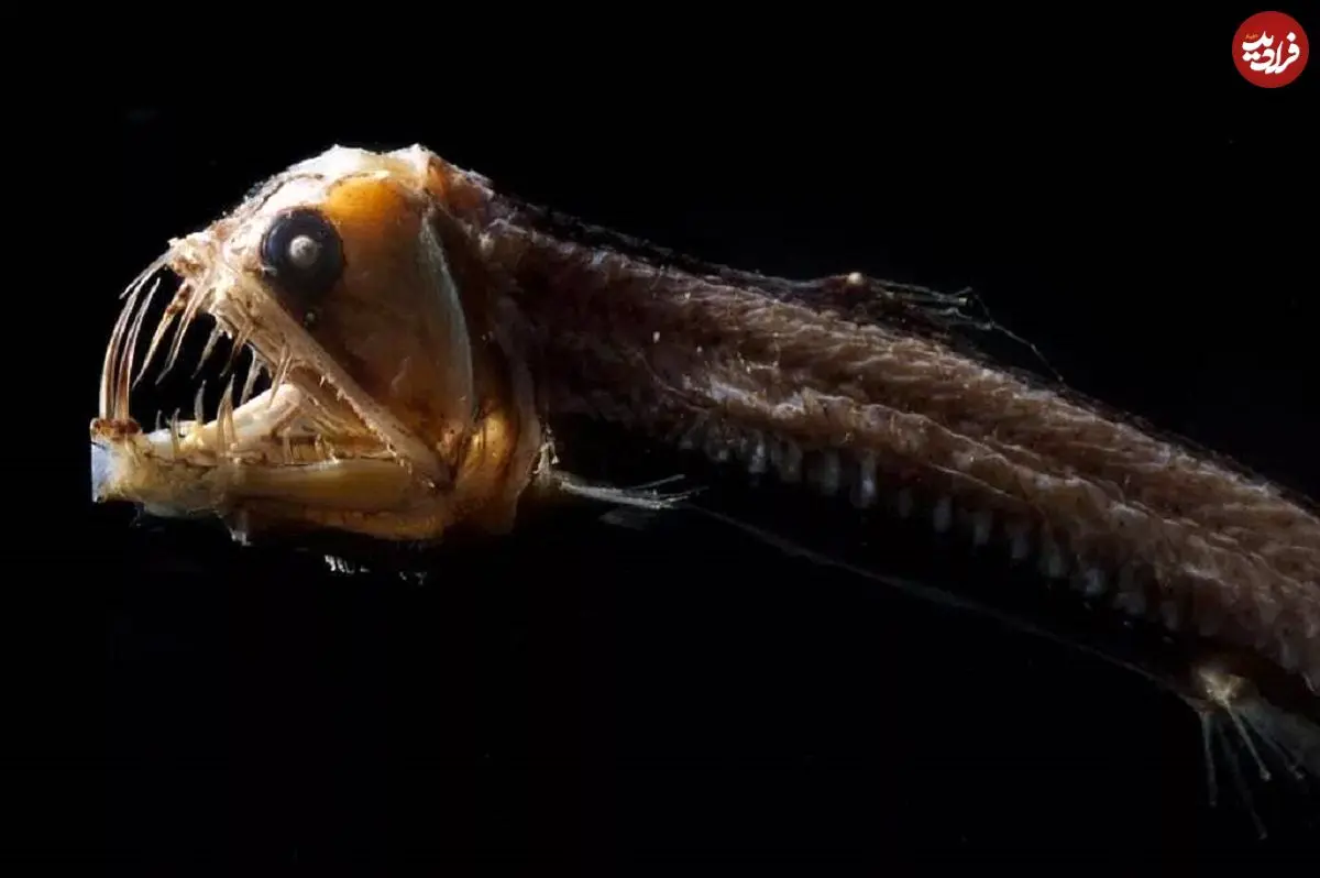 تصاویر؛ ۱۵ موجود عجیب اعماق اقیانوس که شبیه بیگانگان فضایی هستند