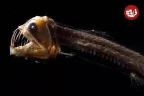 تصاویر؛ ۱۵ موجود عجیب اعماق اقیانوس که شبیه بیگانگان فضایی هستند