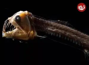 تصاویر؛ ۱۵ موجود عجیب اعماق اقیانوس که شبیه بیگانگان فضایی هستند