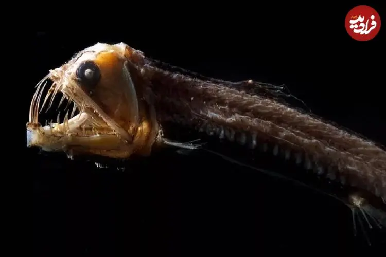 تصاویر؛ ۱۵ موجود عجیب اعماق اقیانوس که شبیه بیگانگان فضایی هستند