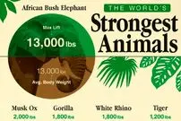 جدول؛ قویترین جانوران در حیات وحش کدامند؟ مقایسه با قدرت انسان