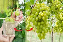 (ویدئو) روشی خلاقانه و جالب برای کاشت و پرورش درخت انگور با کمک حبه انگور 