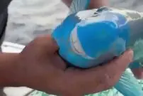 (ویدئو) کشف یک ماهی عجیب با صورت اسب و دندان‌های درشت