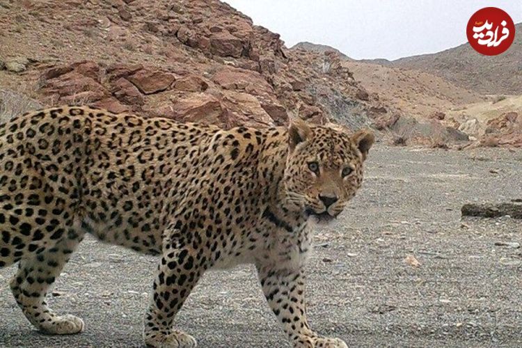 ببینید؛ جست‌وخیز پلنگ ایرانی و ۲ توله‌اش در پارک ملی بموی استان فارس