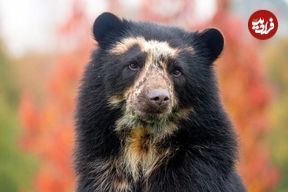 تصاویر؛ خرس عینکی؛ خرس گیاه‌خواری که بالای درخت زندگی می‌کند، عینک می‌زند و یک کوهنورد فوق‌العاده ماهر است