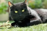 تصاویر| گربه بمبئی؛ گربه سیاه لوکس با چشم‌های طلایی و پوشش براق که به‌خاطر ظاهر پلنگ‌مانند و هوش بالا محبوب‌ شد