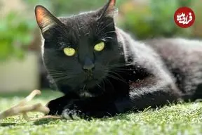 تصاویر| گربه بمبئی؛ گربه سیاه لوکس با چشم‌های طلایی و پوشش براق که به‌خاطر ظاهر پلنگ‌مانند و هوش بالا محبوب‌ شد