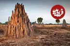 تصاویر| موجود ریزی که نابغه مهندسی و معماری است