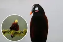 ببینید| آواز نمایشی پرنده‌ای به نام لانه‌آویز دم‌زرد مونتزوما