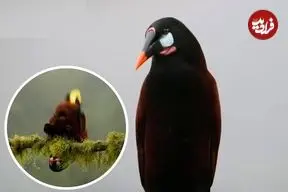 ببینید| آواز نمایشی پرنده‌ای به نام لانه‌آویز دم‌زرد مونتزوما
