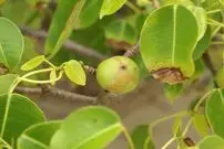 با دیدن این درخت به سرعت از منطقه دور شوید!